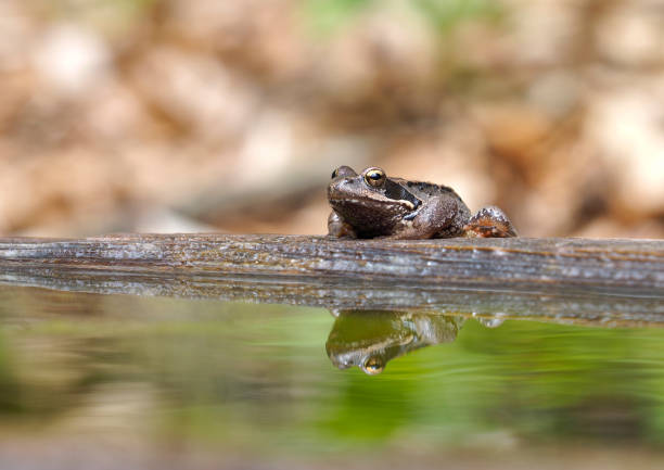 Relaxed frog stock photo