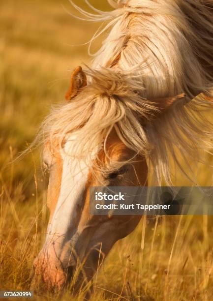 Grazing Horse Stock Photo - Download Image Now - Alto Adige - Italy, Animal, Animal Mane