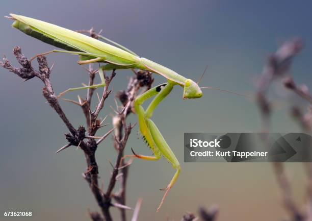 Mantis Stock Photo - Download Image Now - Alto Adige - Italy, Animal, Animal Antenna