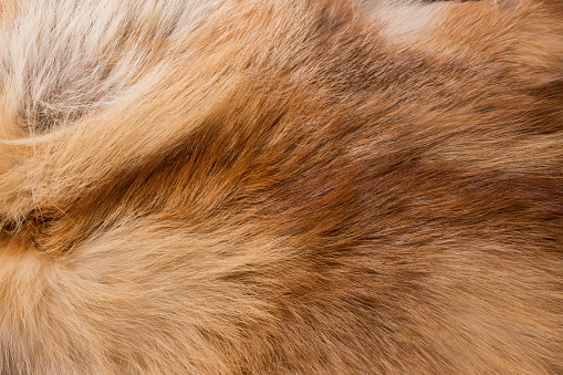 Texture of fox fur with long pile