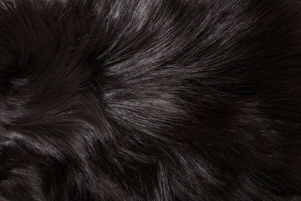 Fur texture Texture of fox fur with long pile carpet factory stock pictures, royalty-free photos & images