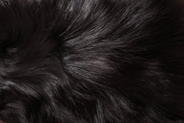 Photo of Fur texture