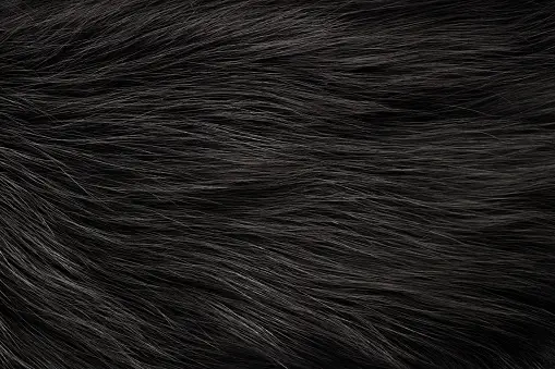 Animal Texture Pictures | Download Free Images on Unsplash