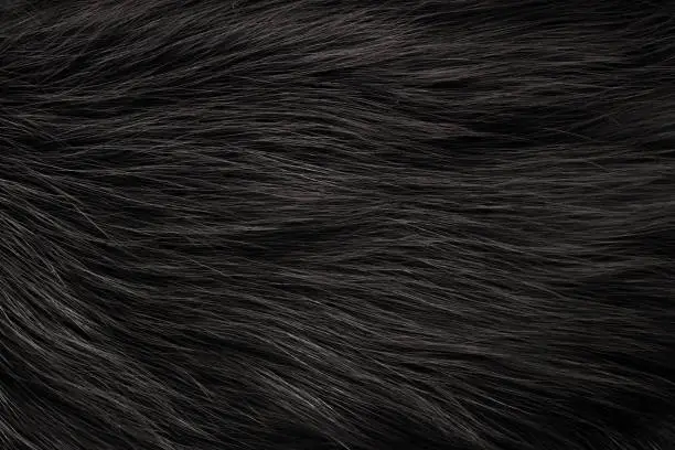 Texture of fox fur with long pile