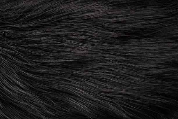 fur texture - animal skin fotos imagens e fotografias de stock