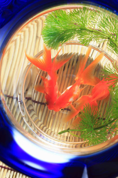 goldfish yuvarlak kase - kane stok fotoğraflar ve resimler