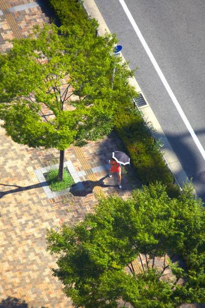 istock Street trees and pedestrian 673632344