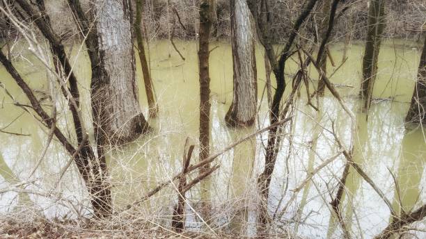 istock Flooded Nature Preserve Tree Trunks in Muddy Water, NY 673632910