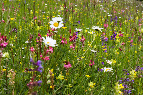 istock colorful flowers in may in south german landscape 673632940