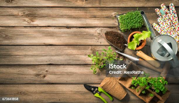 Herramientas De Jardinería Semillas Y Tierra En Mesa De Madera Foto de stock y más banco de imágenes de Jardinería