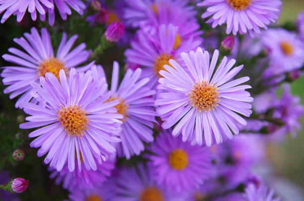 istock Macro of violet flower. 673643890