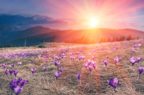 istock Flowers crocus and  mountains in the distance at sunset. 673647204