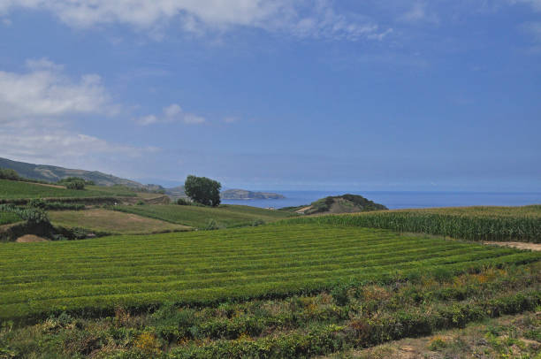 istock Tea fields on the island of San Miguel 673648104