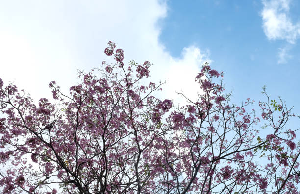 istock Pink flowers Tabebuya rosea blossom on with tree 673648502