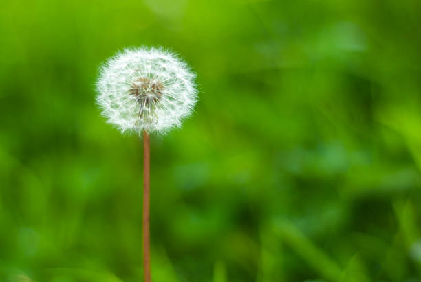 löwenzahn samen - dandelion freedom silhouette wind stock-fotos und bilder