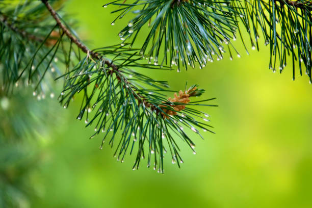 istock Branch of pine-tree with young cone and rain drops on needles 673656318