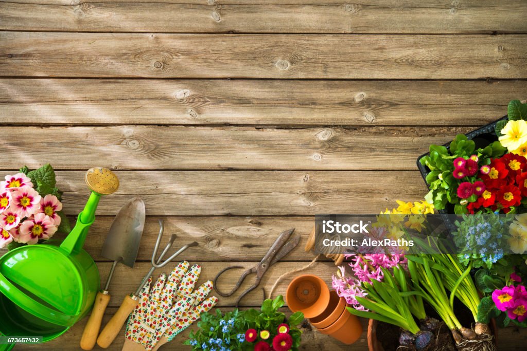 Gardening Gardening tools and flowers on wooden table Gardening Stock Photo