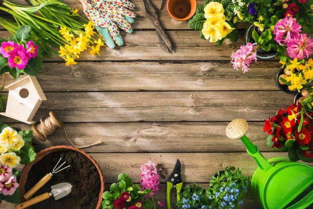 outils de jardinage et fleurs de printemps - hyacinth lily family potted plant flower photos et images de collection