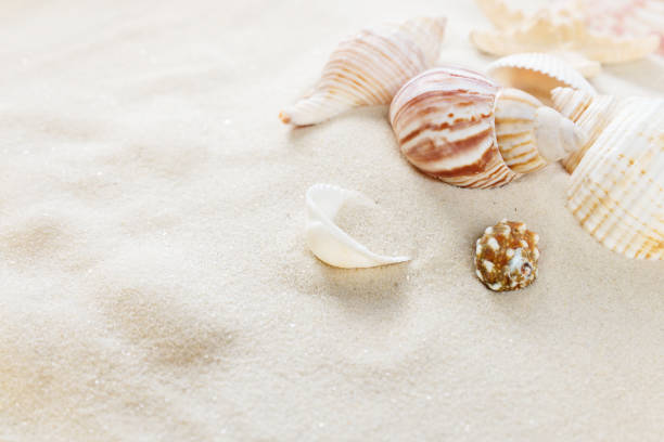 istock Clams on the sea sand 673663464