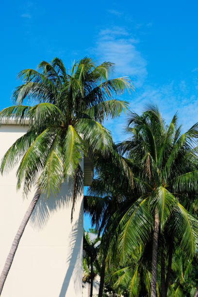 пальмами - florida state стоковые фото и изображения