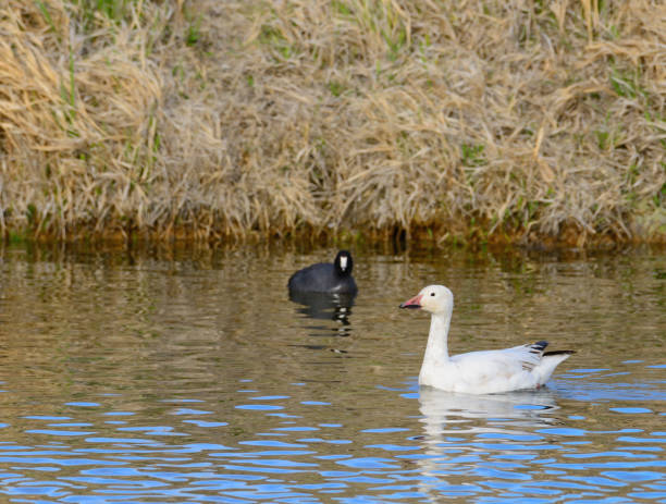 istock White Snow Goose and Black American Coot 02 673677702