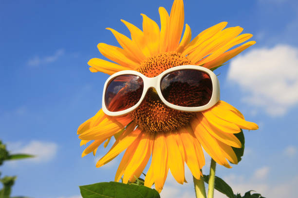 istock Sunflower and sunglasses 673677932