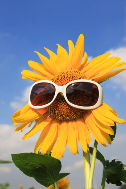 istock Sunflower and sunglasses 673677942