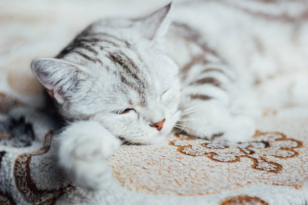 istock Scottish Straight cat - beautiful marbel cat sleeping on the bed. Looking for cat dreams. 673678004