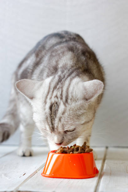 istock Grey cat eating food from orange cat bowl. 673678042