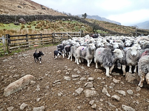 Lake District Fell Sheep - Herdwick Flock & Sheep Dogs