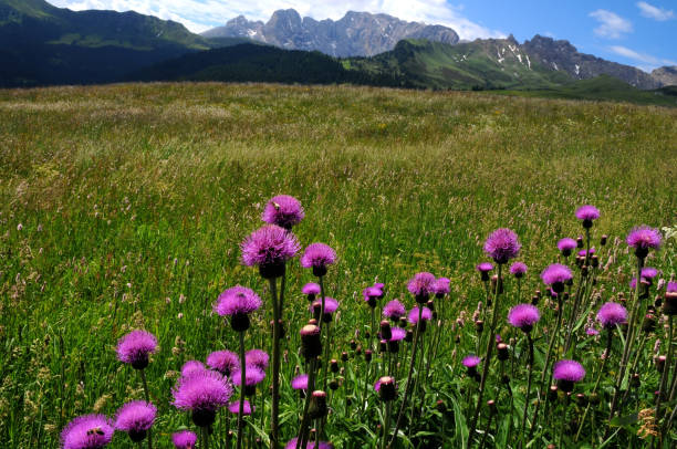 istock Beautiful Purples Flowers in Dolomites. Italy 673683920
