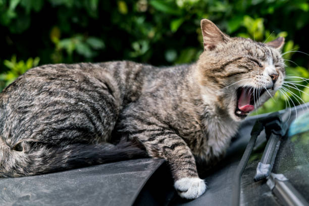 istock A lazy brown striped cat yawning while laying down on the car windshield 673684088