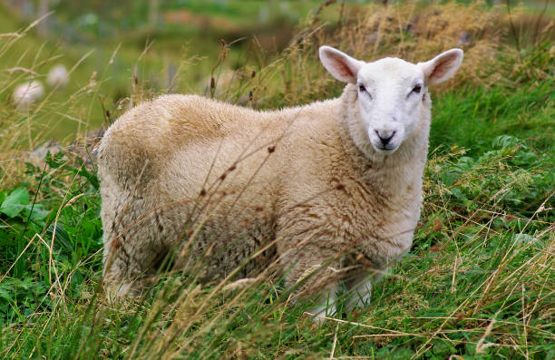 istock Sheep standing in high green grass 673684440