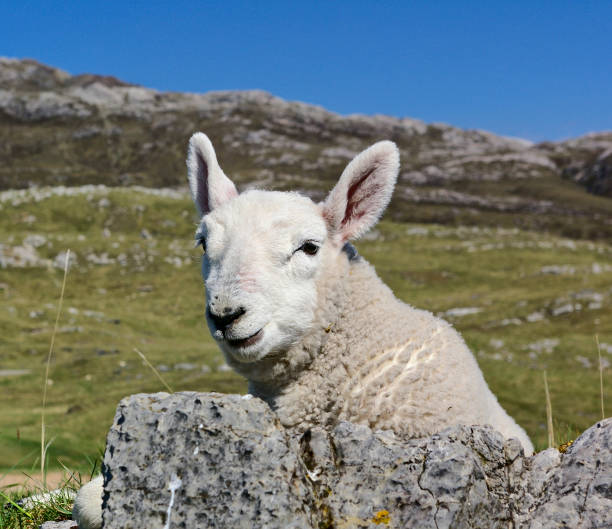 istock Lamb portrait with mountain ridge in the background 673684646