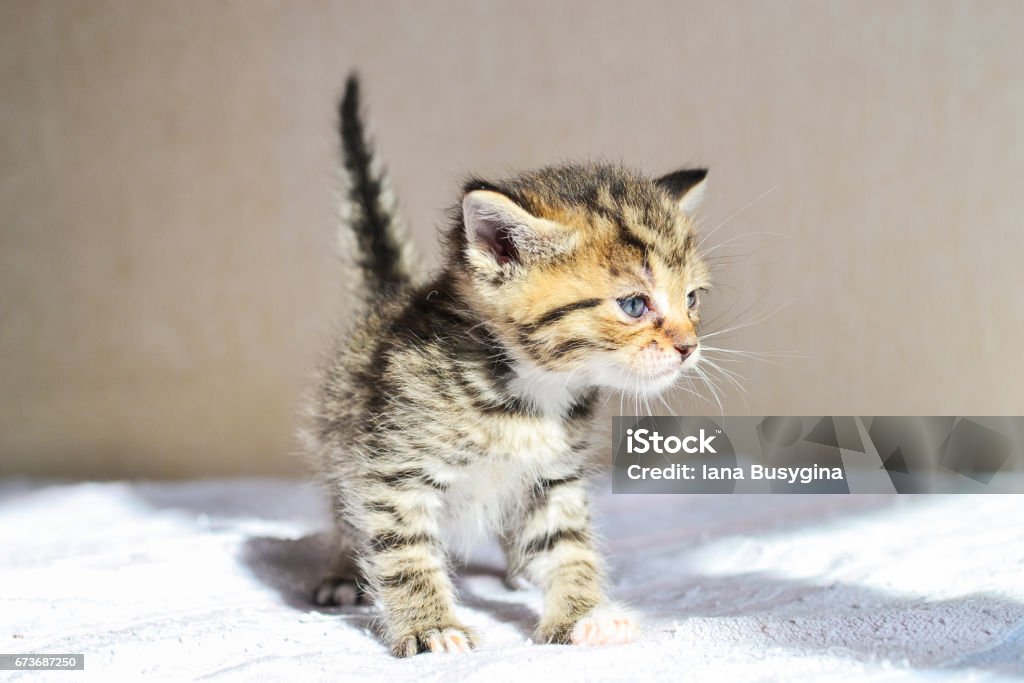 Kitten, Ukraine - Lizenzfrei Fotografie Stock-Foto