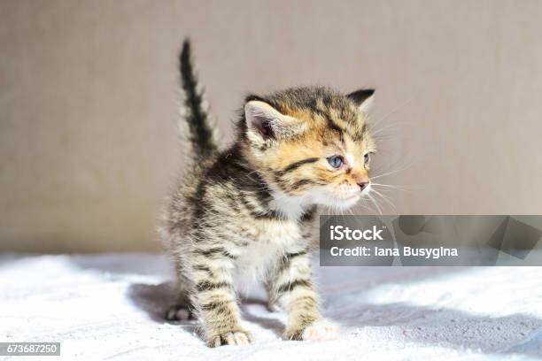 Kitten Ukraine Stockfoto und mehr Bilder von Fotografie - Fotografie, Hauskatze, Horizontal