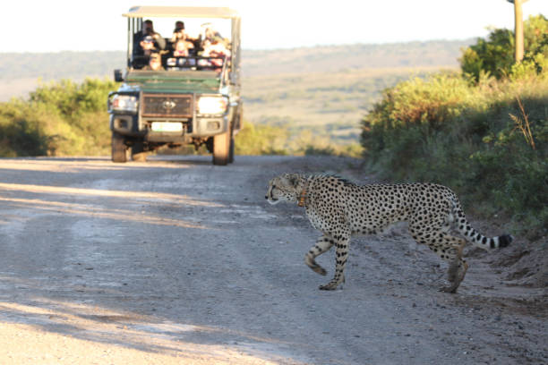 istock Cheetah Crossing in front of Safari Jeep 673687520