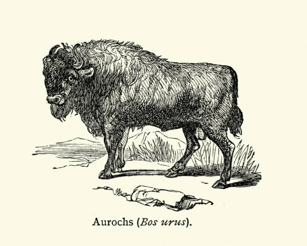 naturgeschichte - wilde rinder - auerochsen - auroch stock-grafiken, -clipart, -cartoons und -symbole