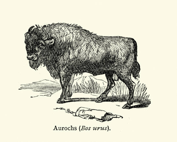 ilustrações, clipart, desenhos animados e ícones de história natural - gado bravo - aurochs - auroch