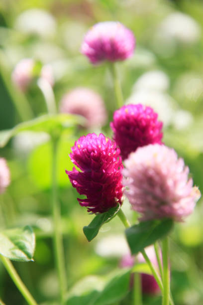 istock Gomphrena globosa, Sennyo Beni 673690318