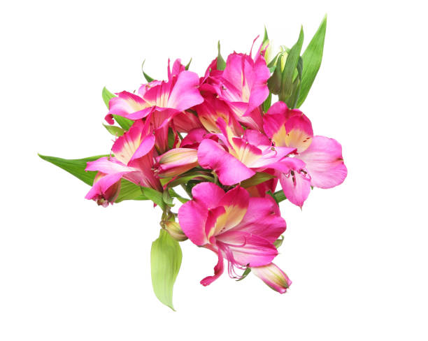 istock Bouquet of alstroemeria 673695358