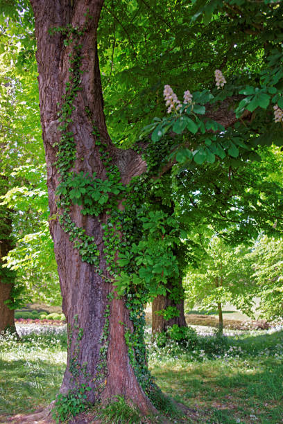 istock Ivy Tree in blossom in park - Kent UK 673703806