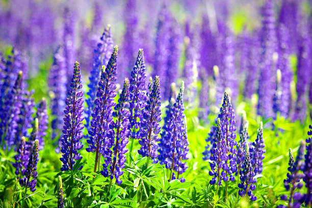 Beautiful Purple Wild Flowers On Green Rural Field Stock Photo