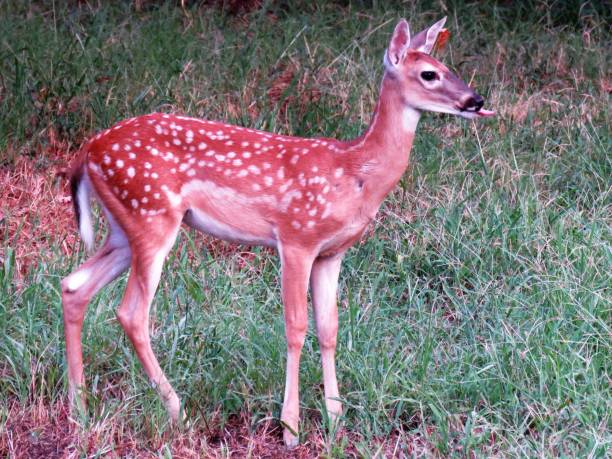istock Doe sticking tongue out 673710620