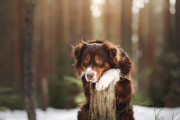 istock Australian Shepherd Dog in the winter in the forest 673710726