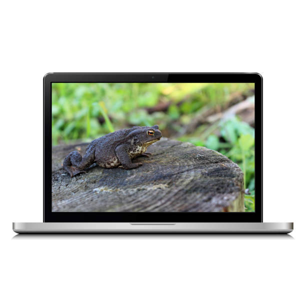 modernen laptop mit frosch auf dem bildschirm - frog computer computer monitor symbol stock-fotos und bilder