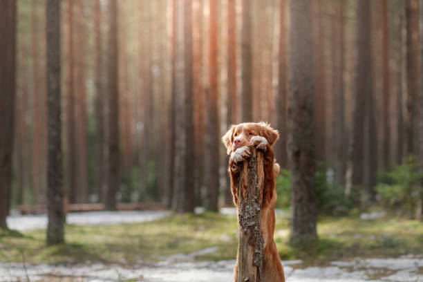 istock Nova Scotia Duck Tolling Retriever Dog in a sunny forest 673713376