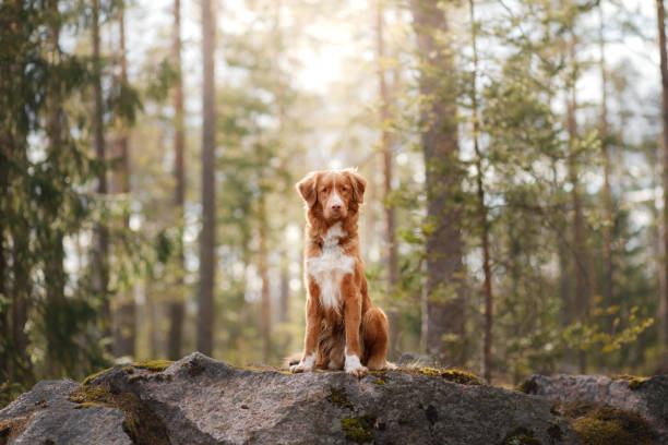 istock Nova Scotia Duck Tolling Retriever Dog in a sunny forest 673713980