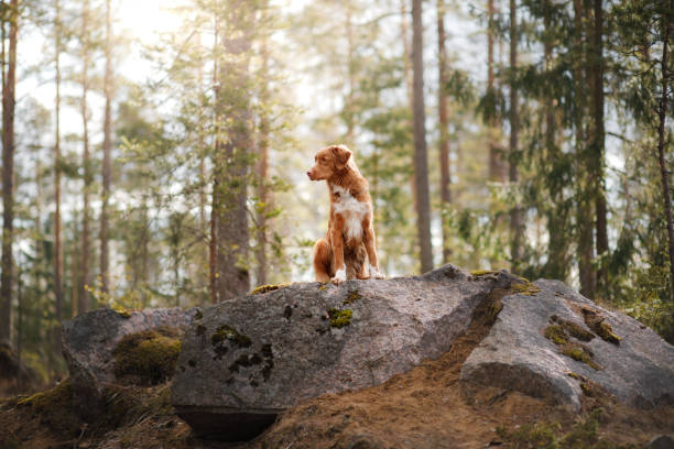 istock Nova Scotia Duck Tolling Retriever Dog in a sunny forest 673714120