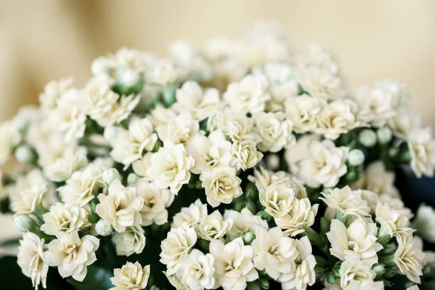 istock Abstract Light gentle flowers bouquet, selective focus. Beautiful natural floral background, always fashionable modern color. For background , backdrop, natural concept 673716514